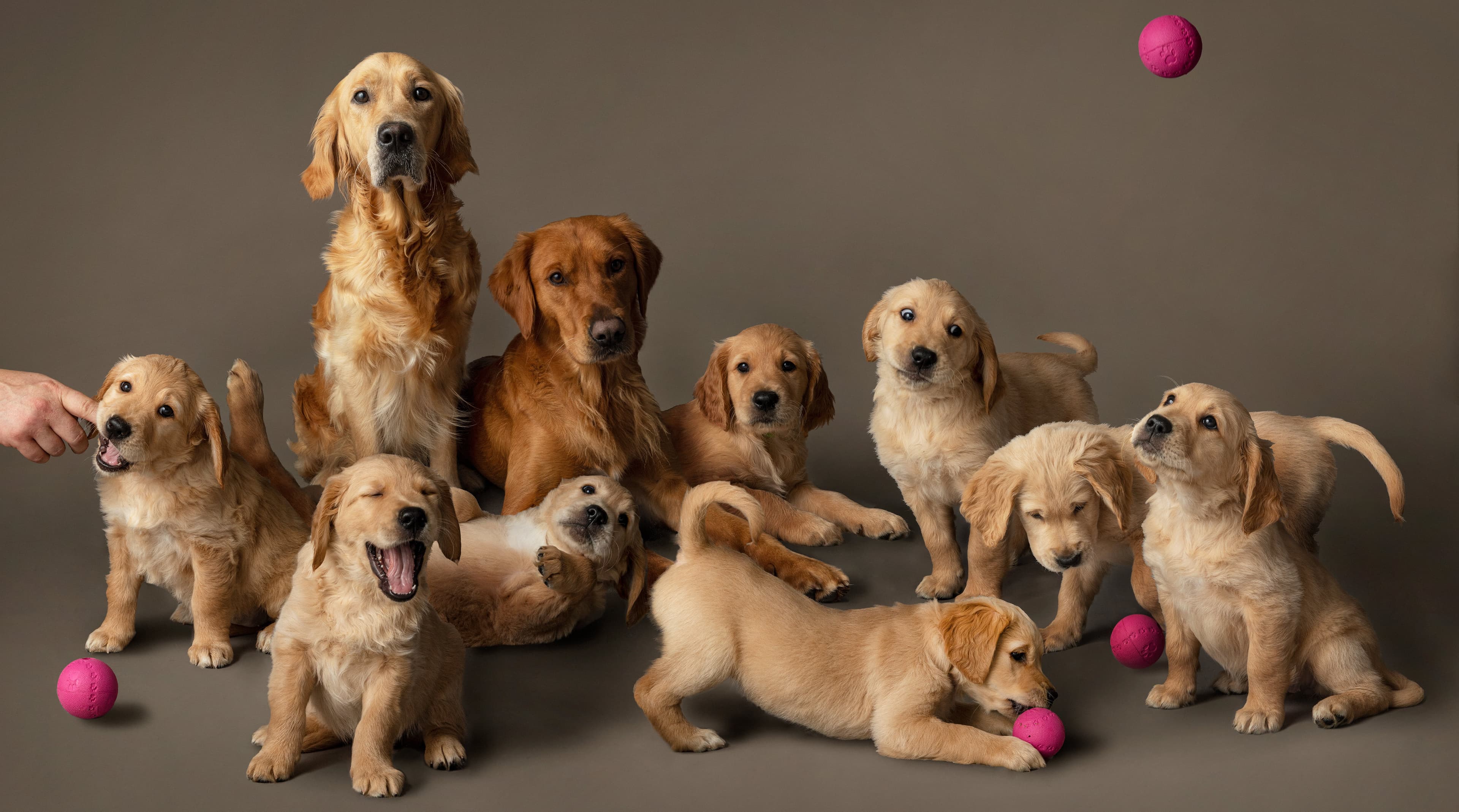 Golden retriever som springer genom en solig svensk äng