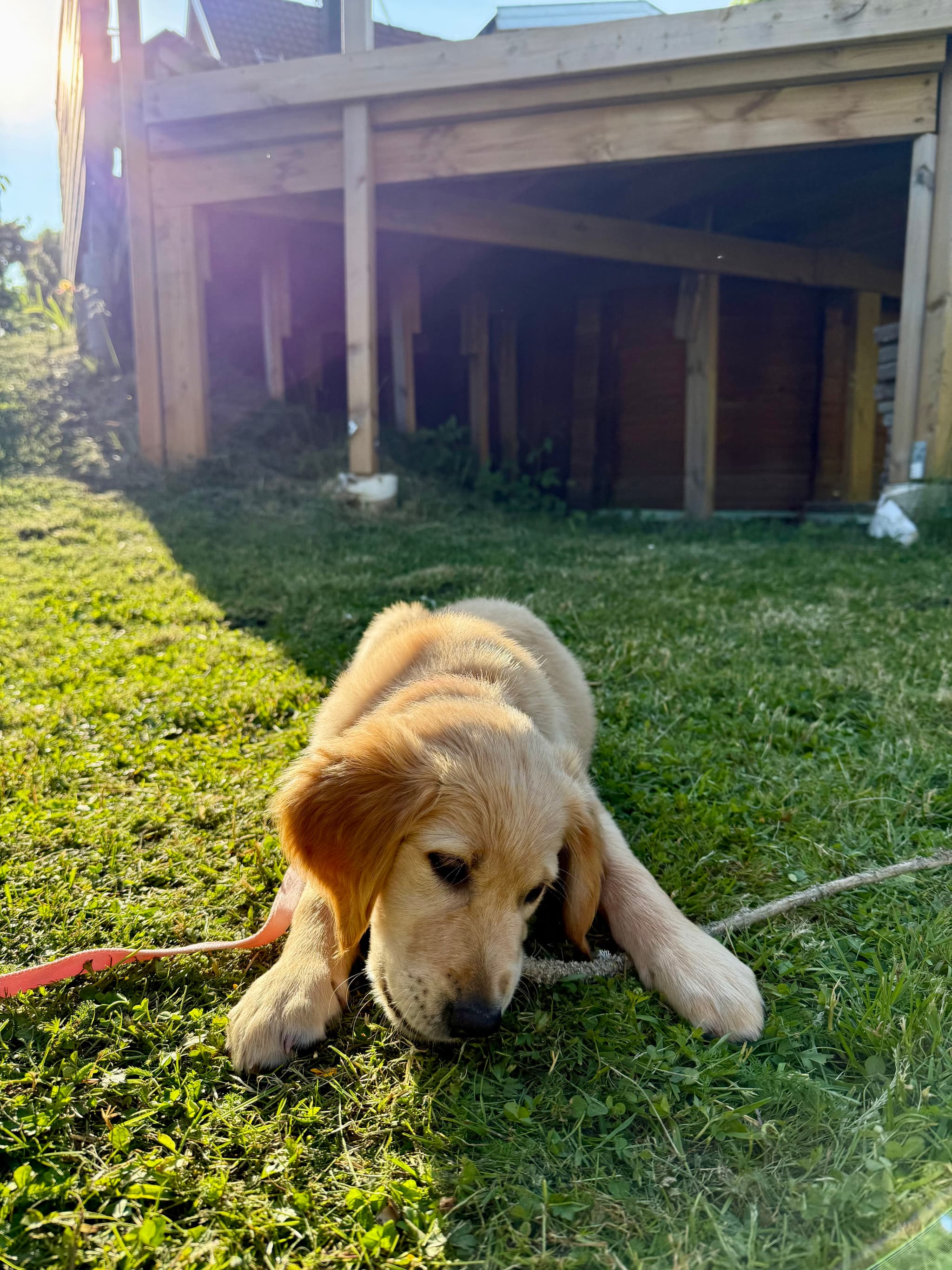Golden retriever-valpen Lily