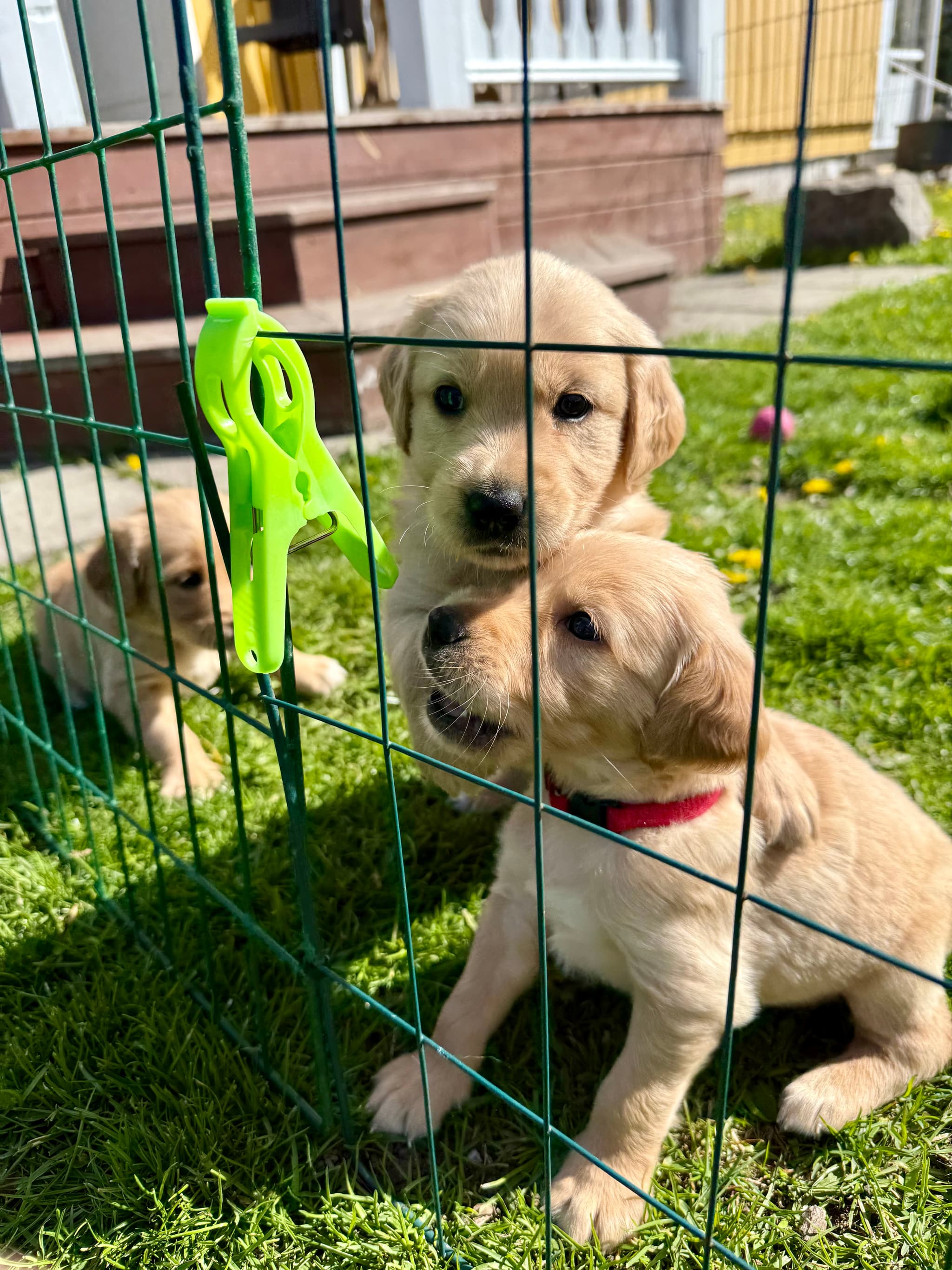 Golden retriever-valpen Lily