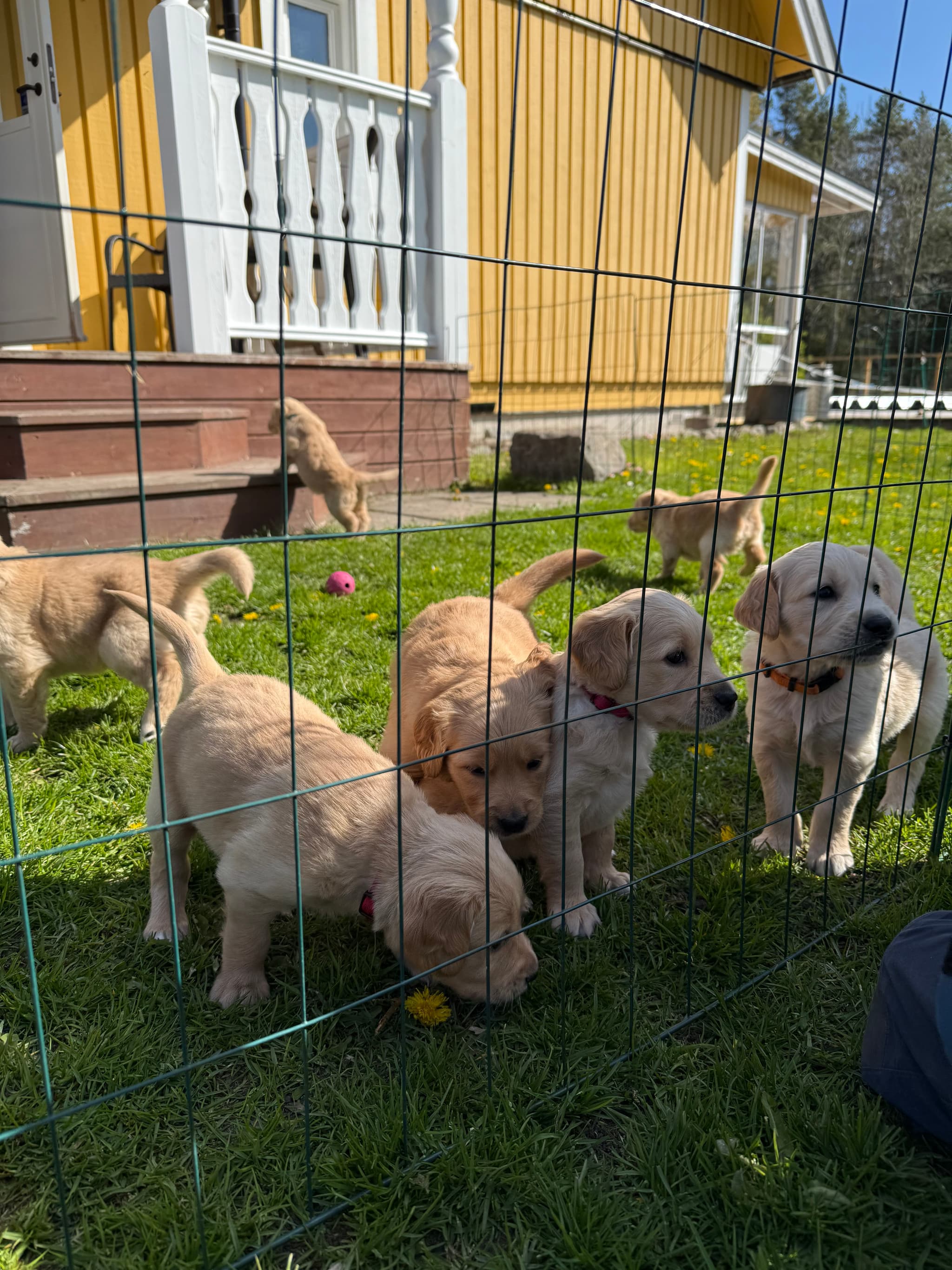 Golden retriever-valpen Lily